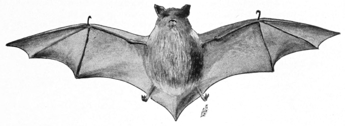 Brown bat