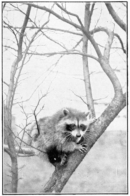 Racoon treed
