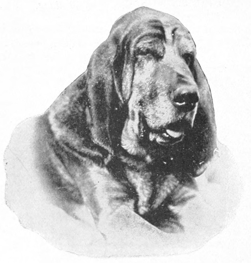 Bloodhound