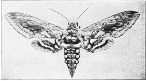Tobacco sphinx