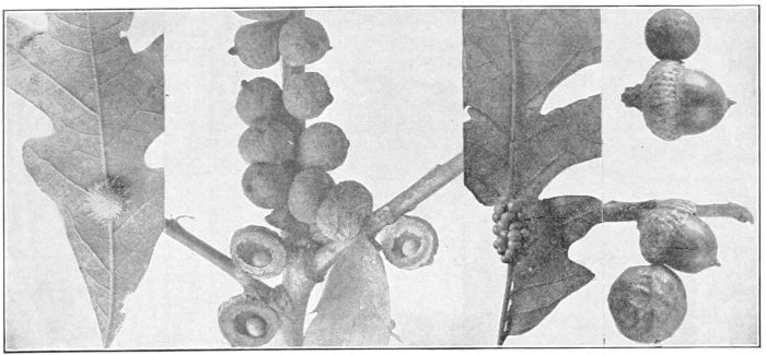Oak galls