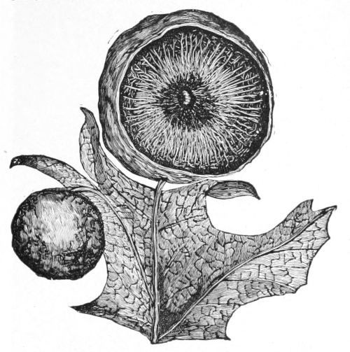 Oak apple