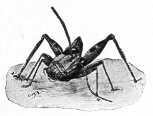 Grasshopper cleaning