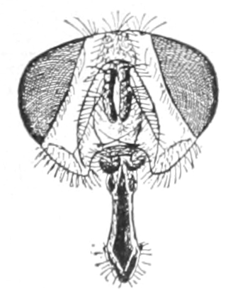 Head of fly