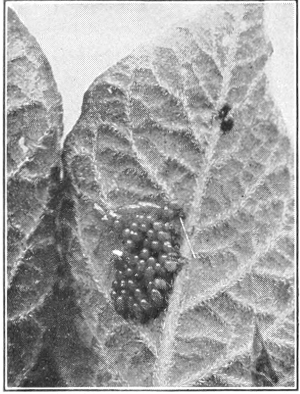 Potato beetle eggs