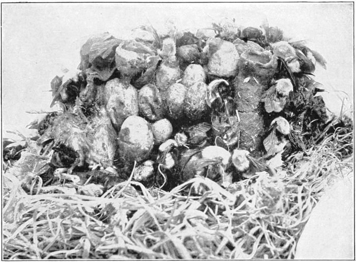 Bumblebee nest
