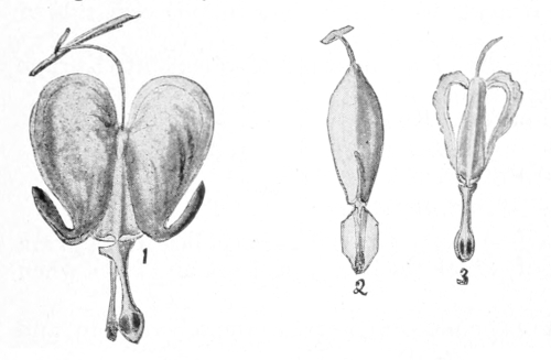 Flower of bleeding heart
