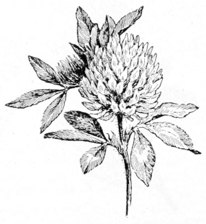 Red clover