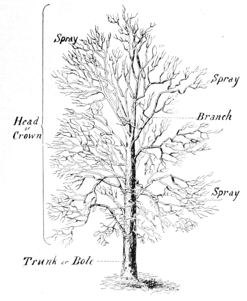Tree parts