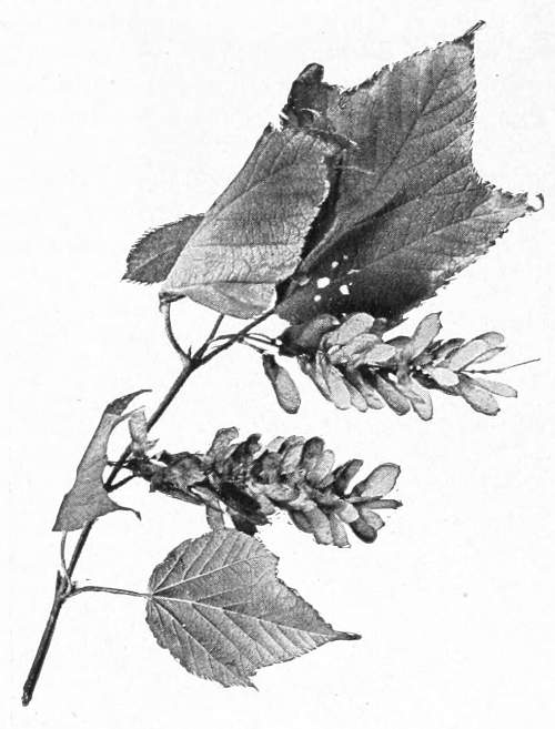 Striped maple leaves