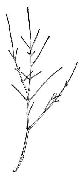 Fig. 157.—Winter
spray of ash, an opposite-leaved
tree.