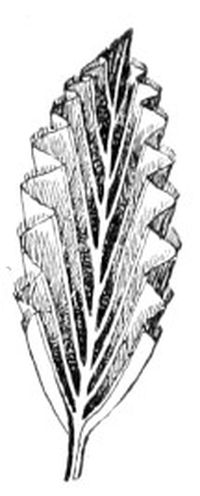 Fig. 160.—A
partly expanded
leaf of beech,
showing plicate-conduplicate
vernation.