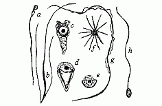 Fig. 21--Spermatozoa or spermidia of various animals.