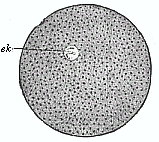 Fig. 24--An impregnated echinoderm ovum.