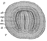 Coelomula of sagitta, in section.