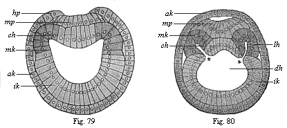 Transverse section of amphioxus-larvae.