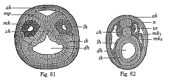 Transverse section of amphioxus embryo.