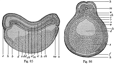 Chordula of the amphibia (the ringed adder).
