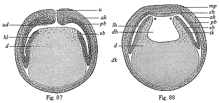 Diagrammatic vertical section of coelomula-embryos of vertebrates.