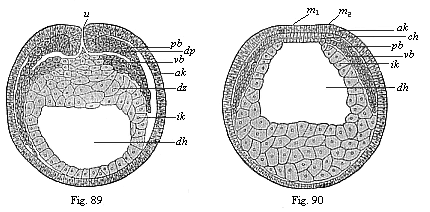 Transverse section of coelomula embryos of triton.