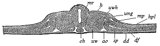 Transverse section of the vertebrate-embryo of a bird (from a hen's egg on the second day of incubation).