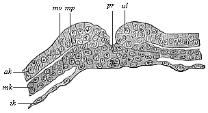 Transverse section of the primitive groove (or primitive mouth) of a rabbit.