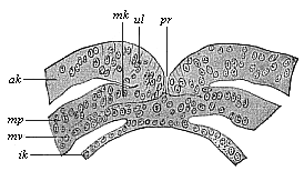 Transverse section of the primitive mouth (or groove) of a human embryo (at the coelomula stage).