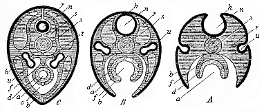 Three diagrammatic transverse sections of the embryonic disk of the higher vertebrate, to show the origin of the tubular organs from the bending germinal layers.