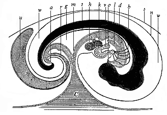 Median longitudinal section of the embryo of a chick (fifth day of incubation), seen from the right side (head to the right, tail to the left).