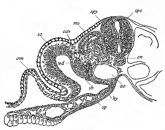 Transverse section of a duck-embryo with twenty-four primitive segments.