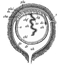 Foetal membranes of the human embryo (diagrammatic).