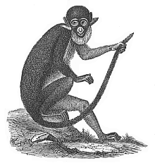 The white-nosed ape (Cercopithecus petaurista).