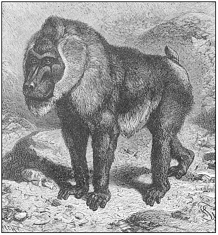 The drill-baboon (Cynocephalus leucophaeus). (From Brehm.)