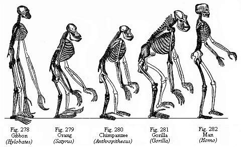 Skeletons of a man and the four anthropoid apes. Fig. 278. Gibbon (Hylobates). Fig. 279. Orang (Satyrus). Fig. 280. Chimpanzee (Anthropithecus). Fig. 281. Gorilla (Gorilla). Fig. 282. Man (Homo).